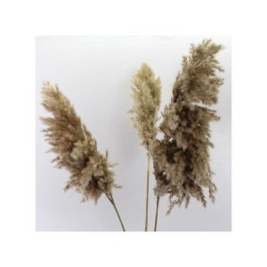 Fancy Natural Dried SOFT Pampas Grass 3 Branches Dry Flower 60-90cm